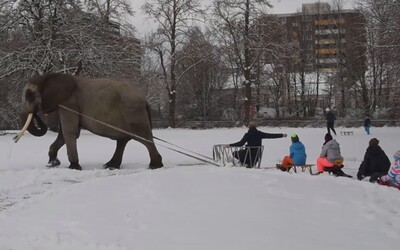 Slona z cirkusu vytiahli do snehu a prinútili ho ťahať sánky s deťmi. Úbohé zviera mohlo skončiť s vážnymi omrzlinami