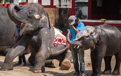 Sloní mládě zemřelo poté, co si zlomilo obě zadní nohy. V thajské zoo ho nutili „tančit“ i třikrát denně