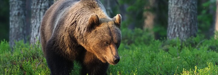 Slováci lezou až do medvědích doupat, aby si natočili mláďata a pochlubili se na Facebooku. Matka pak může mláďata opustit