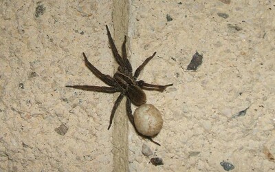 Slovák doma našiel jedného z najväčších pavúkov žijúcich u nás. Má hryzadlá, vďaka ktorým dokáže prehryznúť kožu