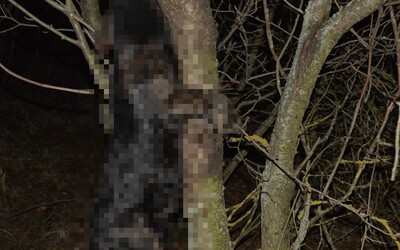 Slovák na strome obesil vlastného psa. Polícia zverejnila detaily z ohavného činu