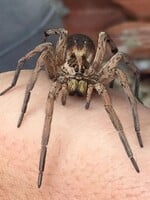 Slováka pohrýzol najjedovatejší pavúk v našej krajine, skončil na pohotovosti