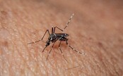 Slovákov ohrozuje nebezpečný komár tigrovaný. Ministerstvo informovalo, ako proti nemu bude bojovať