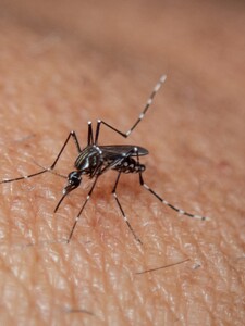 Slovákov ohrozuje nebezpečný komár tigrovaný. Ministerstvo informovalo, ako proti nemu bude bojovať