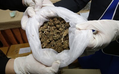 Slovákovi hrozí doživotí za pěstování marihuany. Policisté zabavili 33 kg rostliny, prý ji potřeboval na mastičku pro mámu