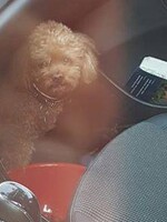 Slovenka zamkla svojho psa v aute pri extrémnych horúčavách