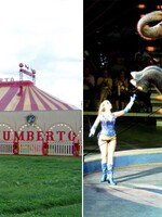 Slovenské mesto zakázalo cirkusy so zvieratami, bojuje proti drezúre aj zlému zaobchádzaniu
