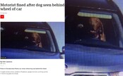 Slovenského psa za volantom si všimla britská BBC. Bizarný prípad rozosmial tisícky ľudí, fotka sa dostala do celého sveta