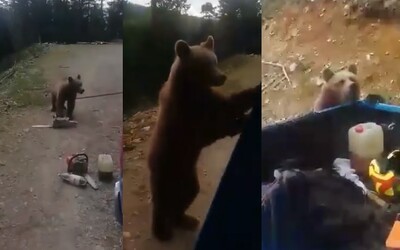 Slovenskí pilčíci stretli v lese medveďa, vulgárne mu nadávali a trafili ho do hlavy, keď sa zviera snažili odohnať