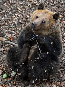 Slovensko dále ohrožují medvědi. Jeden vyděsil děti na kraji obce