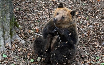 Slovensko dále ohrožují medvědi. Jeden vyděsil děti na kraji obce