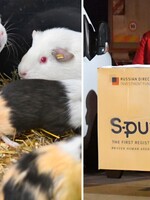 Slovensko testuje toxicitu vakcíny Sputnik V na piatich myšiach a dvoch morčatách. Nemali by zomrieť ani výrazne stratiť hmotnosť