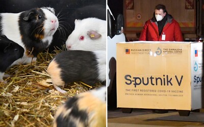 Slovensko testuje toxicitu vakcíny Sputnik V na piatich myšiach a dvoch morčatách. Nemali by zomrieť ani výrazne stratiť hmotnosť