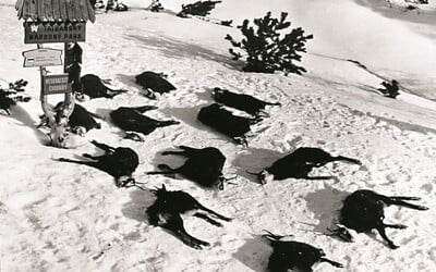 Smutný pohľad z Tatier: Pred 52 rokmi uhynulo v dôsledku silvestrovských ohňostrojov 14 kamzíkov