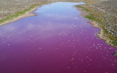Smutný úkaz v jižní Argentině. Laguna Corfo se zbarvila na růžovo v důsledku masivního znečištění