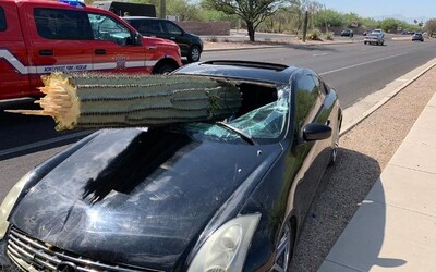 Šofér se tak opil, že své auto napíchl na obrovský kaktus a rozbil si celé čelní sklo