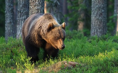 Šofér zrazil pod Tatrami ďalšieho medveďa. 160-kilový samec skočil pod kolesá osobného auta