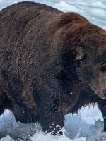 Soutěž o nejtlustšího medvěda zná vítěze. Váží enormních 635 kilogramů