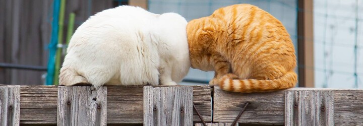 Soutěž o nejzábavnější fotku domácích mazlíčků vyhrály bezhlavé kočky. Umístili se i koně z Česka