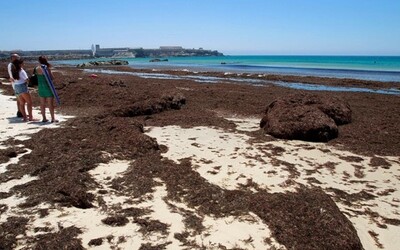 Španělské pláže zamořila řasa z Asie, která se jmenuje Okamura
