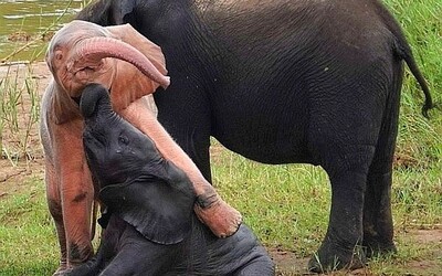 Sprievodcovi sa podarilo natočiť vzácne ružové sloníča. Trpí genetickou poruchou, ktorá mu spôsobuje veľké problémy