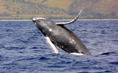 Srážka lodě s velrybou: Zvíře při skoku narazilo plnou silou do rybářské lodi a převrátilo ji, jeden muž zemřel
