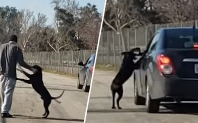 Srdcervoucí video zachycuje muže, který svého psa opustil na kraji cesty. Ten se ho zoufale snažil doběhnout