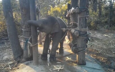 Srdcervúce video zachytáva sloníča uväznené v reťaziach. Takto ho krotia, aby mohlo tešiť turistov