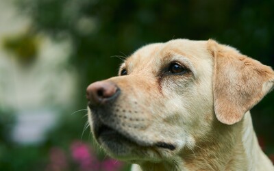 Srdcervúci príbeh muža a jeho labradora: Obom diagnostikovali rakovinu obličiek, snažia sa užívať si posledné chvíle