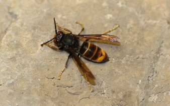 Sršňa ázijského spozorovali v ďalšej lokalite. Pozor si musia dávať obyvatelia západnej časti Slovenska