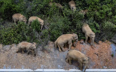 Stádo slonů, které uprchlo z čínské rezervace, za sebou nechává hotovou spoušť