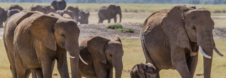 Stádo slonů, které uprchlo z čínské rezervace, za sebou nechává hotovou spoušť