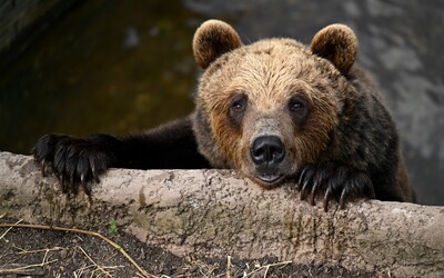 Starostovia obcí na strednom Slovensku požadujú odstrel problémových medveďov. Ohrozujú obyvateľov v intraviláne dedín 