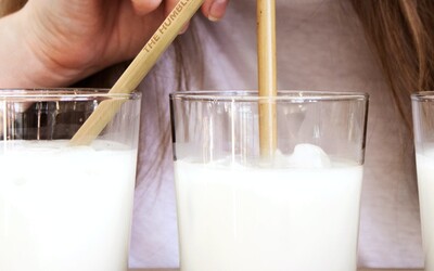 Starověcí Evropané měli intoleranci na laktózu, ale podle studie mléko pili, i když se jim po něm dělalo zle