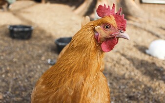 Státní veterinární správa zakázala kvůli ptačí chřipce venkovní chov drůbeže. V těchto krajích je nejvíce ohnisek