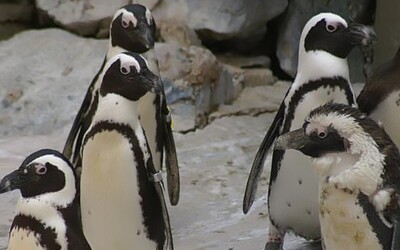 Stejnopohlavní pár tučňáků ve Dvorci Králové vychoval první společné mládě