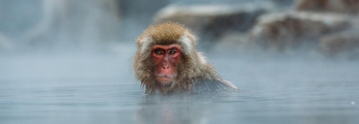 Stejnopohlavní sex u makaků je mnohdy rozšířenější než heterosexuální styk, ukazuje studie