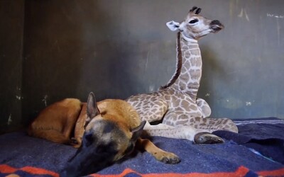 Hlídací pes Hunter se stará o osiřelé mládě žirafy. Z dvojice zvířat se stali přátelé