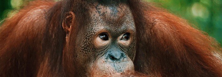 Studie: Orangutani používají slang, aby ukázali, že jsou „cool“