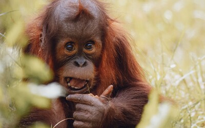 Studie: Orangutani používají slang, aby ukázali, že jsou „cool“