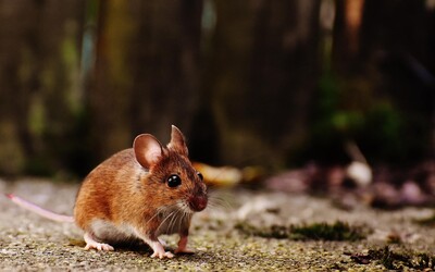 Studie zjistila, že myši dají přednost páření před jídlem, i když jsou hladové. A co ty? Hlasuj v anketě