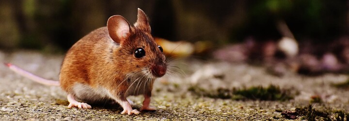 Studie zjistila, že myši dají přednost páření před jídlem, i když jsou hladové. A co ty? Hlasuj v anketě