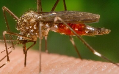 Štvou tě komáři? Dnes budou mimořádně aktivní ve většině Česka