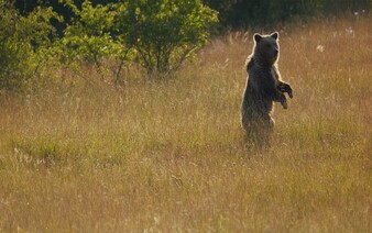 TANAP upozorňuje na výskyt medveďa. Môže sa pohybovať v oblasti Smokovcov a Novej Lesnej