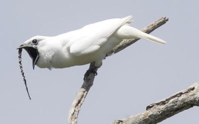 Takto znie najhlučnejší vták na svete, keď machruje pred samičkami