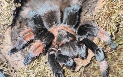 Tarantuly, stonožky a býčie mravce chcel pašovať pripevnené na tele. Bizarný plán mu nevyšiel