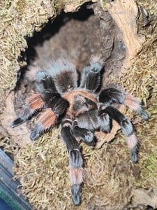 Tarantuly, stonožky a býčie mravce chcel pašovať pripevnené na tele. Bizarný plán mu nevyšiel