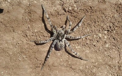 Tento pavouk žije i v Česku. Gigantický slíďák tatarský může být velký až 10 centimetrů a jeho kousnutí pořádně bolí