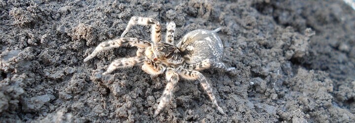 Tento pavouk žije i v Česku. Gigantický slíďák tatarský může být velký až 10 centimetrů a jeho kousnutí pořádně bolí