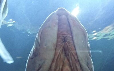Ryba lidem připomíná pohlavní úd. Fotografie Američanky zaujala množství pozorovatelů
